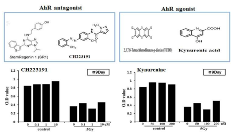 방사선 조사된 장 미니장기에서 AhR antagonist 와 agonist 효능 분석