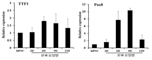 분화요일에 따른 갑상선세포로의 분화 효율 분석