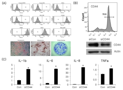 CD44 발현 조절에 의한 중간엽 줄기세포 (MSC) 유래 사이토카인 발현 변화