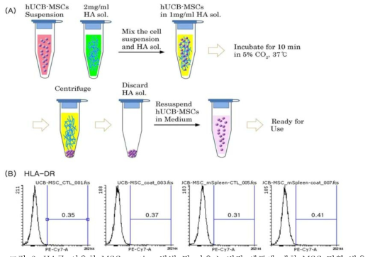 HA를 이용한 MSC coating 방법 및 마우스 비장 세포에 대한 MSC 면역 반응 평가