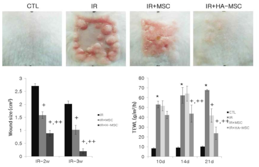 마우스 모델에서의 HA coating MSC 적용에 의한 방사선 피부화상 치유 평가