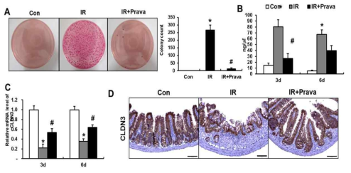 pravastatin에 의한 방사선 intestinal barrier 손상의 회복