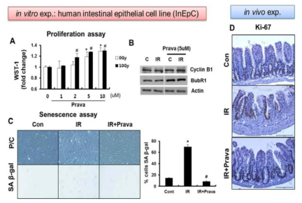 방사선 위장관 손상에 대한 pravastatin의 효과: Proliferative & anti-senescence effects in intestinal epithelial cell