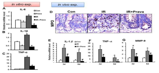 방사선 위장관 손상에 대한 pravastatin의 효과: Anti-inflammatory effects