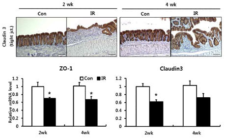 방사선 직장염 모델에서의 Tight junction 인자의 변화