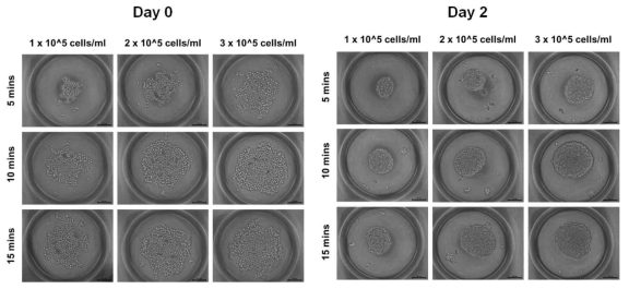 A549 세포 농도별, 침전 시간 별 처리 후 0일차, 2일차에 스페로이드 형성 확인