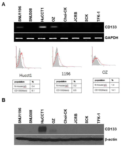 CD133 expression was identified in HuCCT1 cell lines (Cholangiocarcinoma) via RT-PCR, FACS and western blot analysis