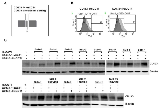 Scheme of the CD133+/- sorting