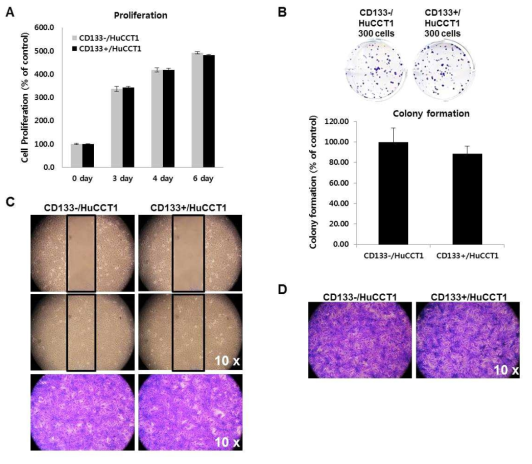 Proliferation (A), Colony forming assay (B), Migration (C) and invasion assay (D) for CD133-/+ HuCCT1 cell lines. All data were not different between CD133- and CD133+ HuCCT1 cell lines