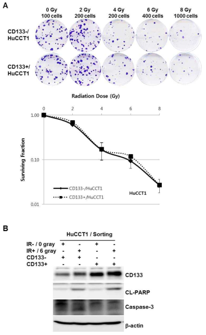 Clonogenic cell survival assay(A) and Western blot analysis (B) after radiation (0, 2, 4, 6, 8 gray) in HuCCT1 cell lines. All data were not different between CD133- and CD133+ HuCCT1 cell lines