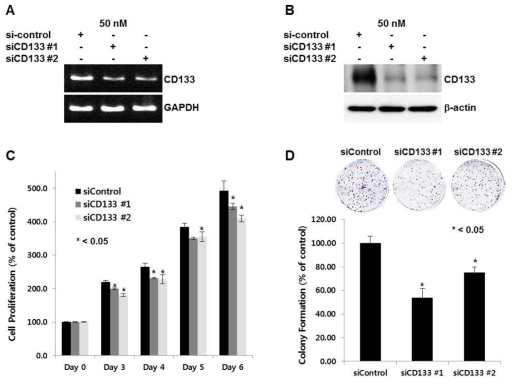 CD133 knock-down HuCCT1 cell lines production using siRNA (A, B). In HuCCT1 cell lines, the activities of Proliferation (C) and Colony formation (D) were restricted after CD133 knock-down