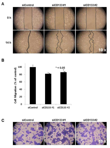 In HuCCT1 cell lines, the activity of Migration (A, B) was restricted after CD133 knock-down. Invasion activity (C) was not different after CD133 knock-down in HuCCT1 cell lines