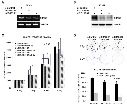 Correlation of CD133 and radioresistance in HuCCT1 cell lines. Proliferation (C) and Colony formation (D) were restricted after radiation (0, 6 gray) in CD133 knock-down HuCCT1 cell lines