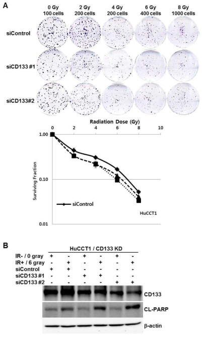 Clonogenic cell survival assay (A) and Western blot analysis (B) after radiation (0, 2, 4, 6, 8 gray). The activity of cell survival was restricted after radiation in CD133 knock-down HuCCT1 cell lines and cleaved PARP (apoptosis marker) was increased