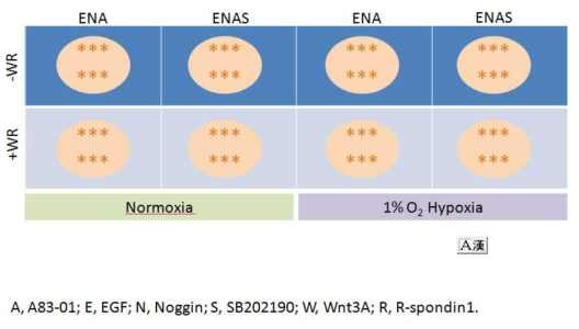 Optimization of tumor organoid culture protocol