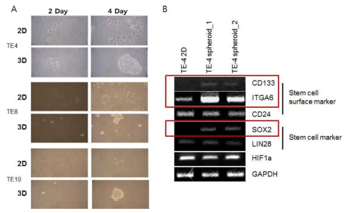 2D와 3D cell culture시 변화되는 cell morphology와 marker