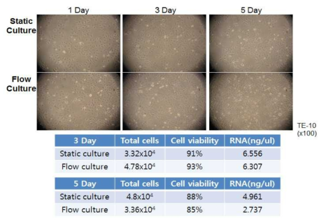 Flow culture condition에서 Cell characteristics