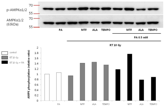 방사선 조사와 지질독성 및 대사작용제가 NIT-1 cell의 AMPK 활성에 미치는 효과 (PA: palmitate, MTF: metformin, ALA: alpha-lipoic acid)