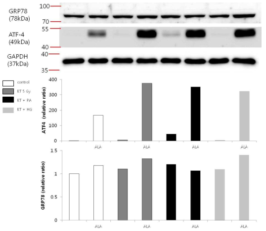 방사선 조사가 각각의 대사 스트레스 환경에서 NIT-1 cell의 ER stress marker (ATF4/GRP78) 발현에 미치는 효과와 이에 대한 ALA의 작용 (PA: palmitate 0.5 mM, HG: glucose 30 mM, ALA: alpha-lipoic acid)