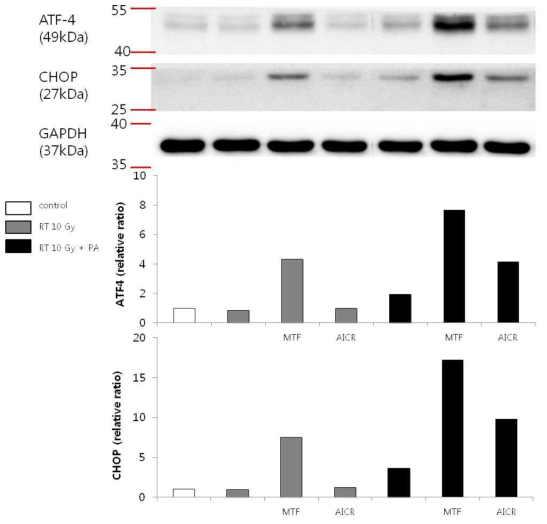 Metformin과 AICAR가 방사선 조사시 NIT-1 cell의 ER stress marker발현에 미치는 효과 (PA: palmitate 0.5 mM, MTF: metformin 0.5 mM, AICR: AICAR 0.5 mM)