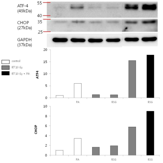 Rosiglitazone이 방사선 조사시 NIT-1 cell의 ER stress marker발현에 미치는 효과 (PA: palmitate 0.5 mM, RSG: rosiglitazone 0.01mM)