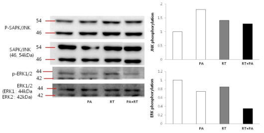 지질독성과 방사선 조사가 MAPK pathway (JNK / ERK phosphorylation)에 미치는 영향 (PA: palmitate 0.5 mM, RT: radiation 10 Gy)