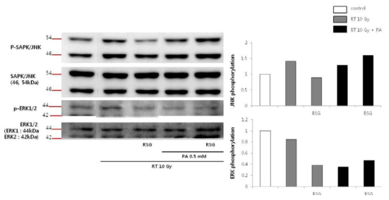 Rosiglitazone이 방사선에 의한 MAPK pathway signal (JNK/ERK)의 변화에 미치는 효과 (RT: radiation, PA: palmitate 0.5 mM, RSG: rosiglitazone 0.01 mM)