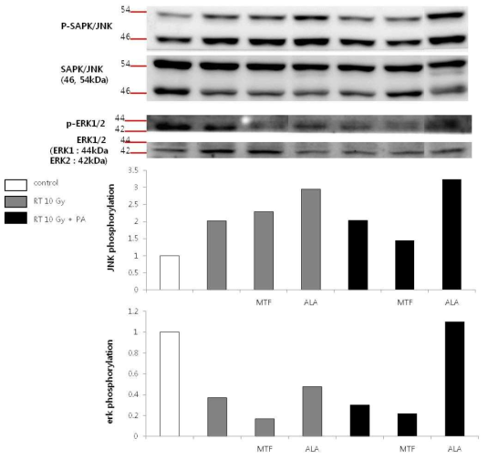 Metformin과 alpha-lipoic acid가 방사선에 의한 MAPK pathway signal (JNK/ERK)의 변화에 미치는 효과 (RT: radiation, PA: palmitate 0.5 mM, MTF: metformin 0.5 mM, ALA: alpha-lipoic acid 0.2 mM)