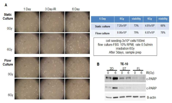 6Gy radiation 조사 후 Cell Characteristics