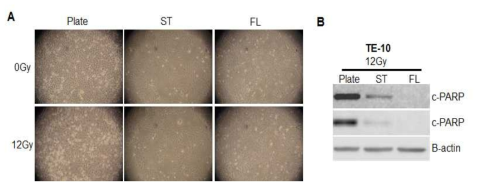 12Gy Radiation 조사후 Cell characteristics