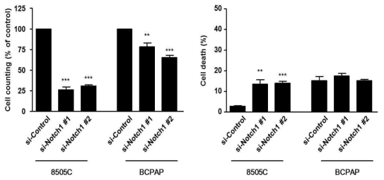 Knockdown of Notch1 reduced cell viability in ATC cell lines