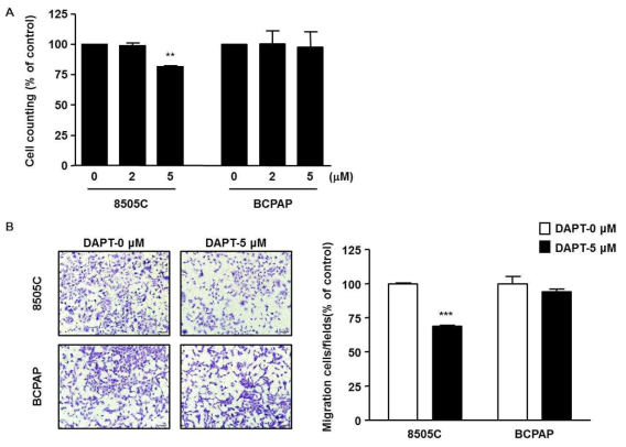 DAPT reduced cell viability and cell migration in ATC cell lines