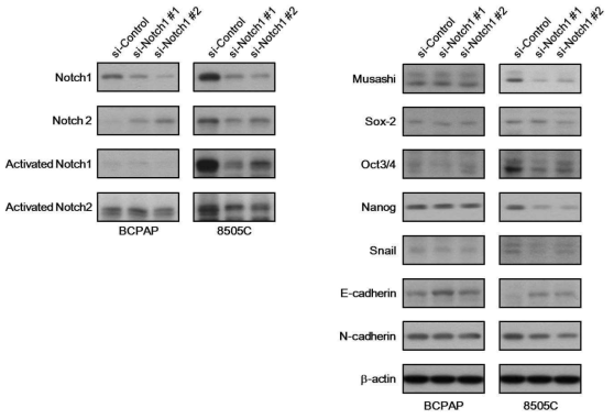 Knockdown attenuated CSC- and EMT-related markers