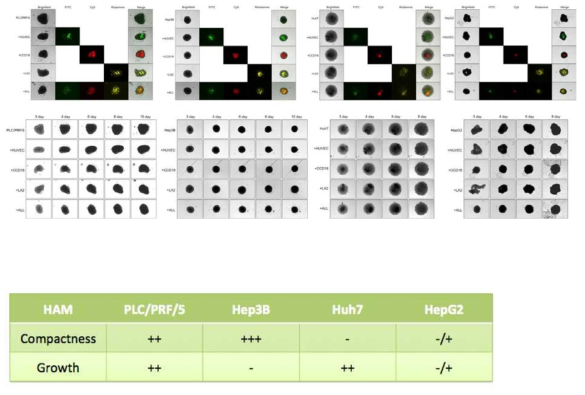 Stem cell 배지에서 간암세포주에 따른 다세포 오가노이드 형성의 비교