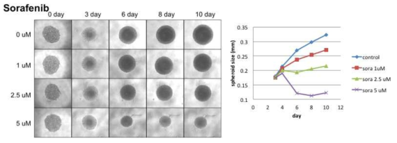 Sorafenib 처리에 따른 오가노이드 성장 평가