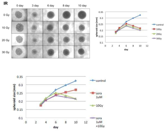 방사선 치료에 의한 오가노이드 성장 억제 효과 및 sorafenib과 방사선의 병합 치료 효과