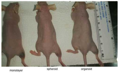 단층세포와 단세포 스페로이드, 다세포 오가노이드의 이종이식