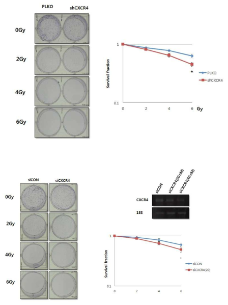 DTC 세포의 방사선 민감성 측정을 위한 clonogenic assay