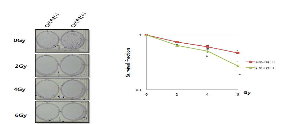 CXCR4+/- 세포의 clonogenic survival assay