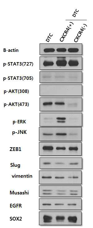 DTC 세포의 Western blot