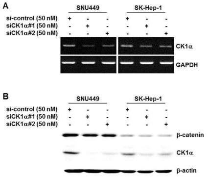 CK1α knock-down SNU449 and SK-Hep-1 cell lines production using siRNA. A. Photograph of Reverse-transcript polymerase chain reaction(RT-PCR) for mRNA of CK1α gene. B. Western blot analysis for CK1α protein