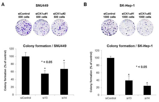 Colony forming assay for HCC cell lines. In both SNU449 (A) and SK-Hep-1 (B) cell lines, the activities of colony-forming were restricted after CK1 α knock-down