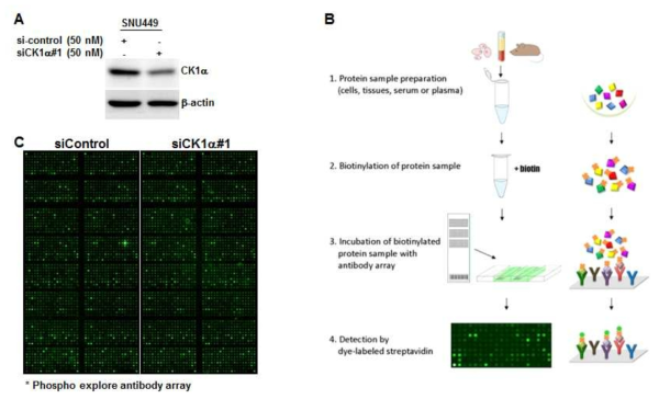 Scheme of the Phspho explore antibody assay