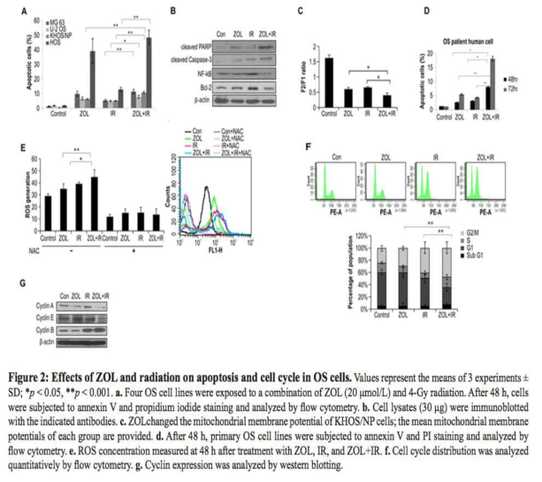 Effects of ZOL and radiation on apoptosis and cell cycle in OS cells