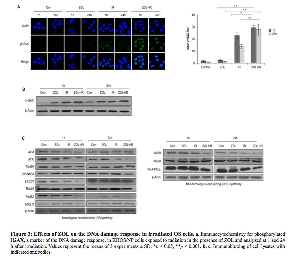 Effects of ZOL on the DNA damage response in irradiated OS cells