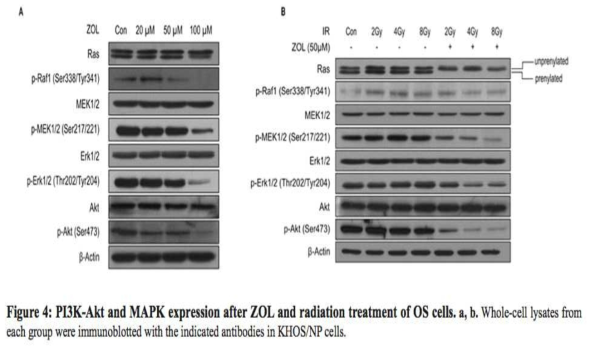 PI3K-Akt and MAPK expression after ZOL and radiation treatment of OS cells