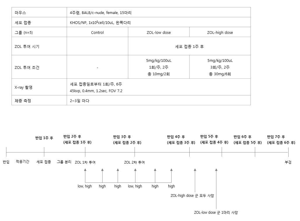 동물 실험 약물 용량 및 진행 일정