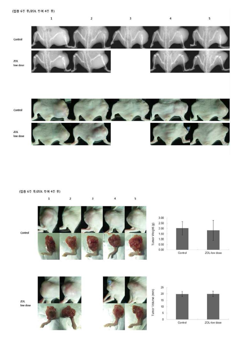 세포 접종 6주후의 orthotopic mouse model