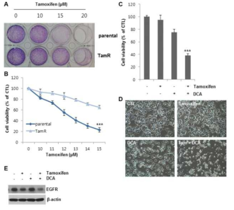 DCA sensitizes tamoxifen-resistant MCF7 cells to tamoxifen. (A and B)