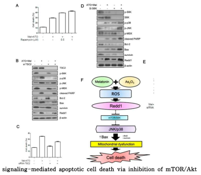 Combined treatment with melatonin and ATO induces p38/JNK